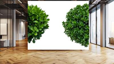 Top view of various decorative green bush or shrub plants isolated on transparent background.  Wall mural